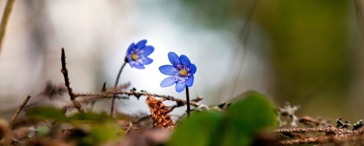 小花