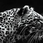 汽车,适合自己就好