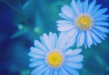 特朗普称正考虑对世卫组织恢复部分资助